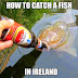 how to catch a fish in Ireland