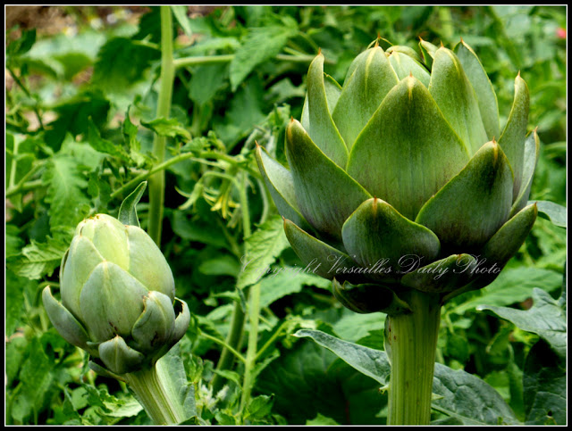 Artichokes Trianon Palace Versailles