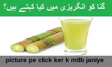 english in urdu ghana گنا meaning in english sugar cane means in urdu