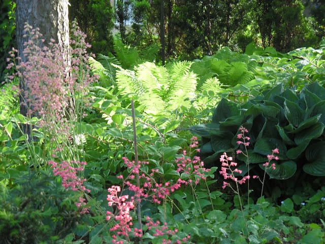 paprocie, żurawki i hosta