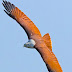 Brahminy Kite Flying
