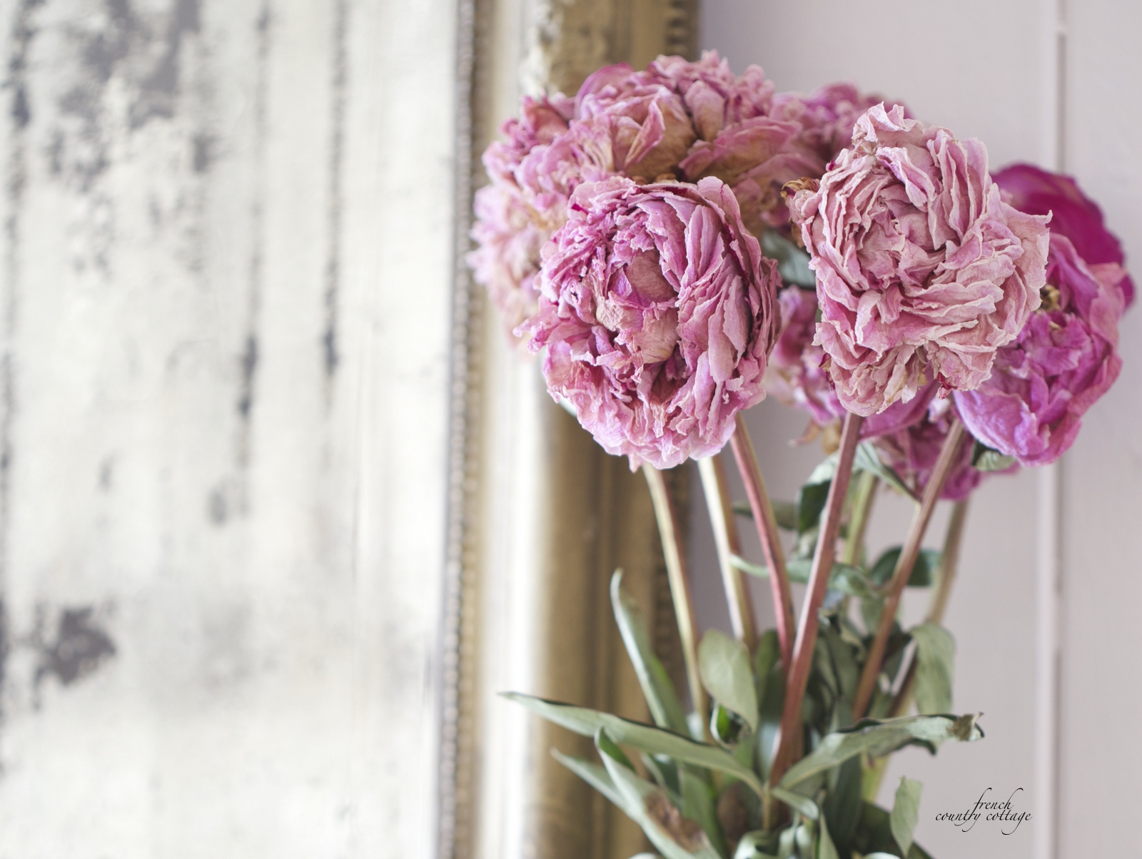 The secret to perfectly dried peonies FRENCH COUNTRY COTTAGE