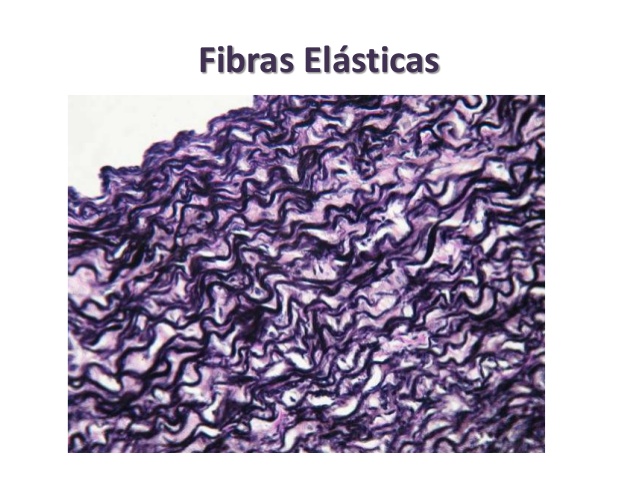 Elasticidad Y Resistencia De Los Tejidos Humanos biofisica-g3-ci-2018.blogspot.com