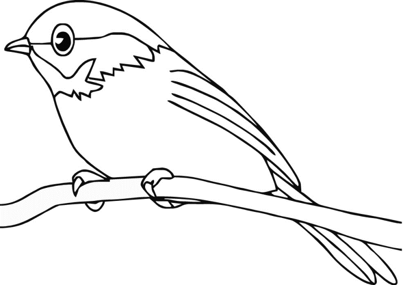 Belajar mewarnai gambar  burung  yang lucu untuk anak