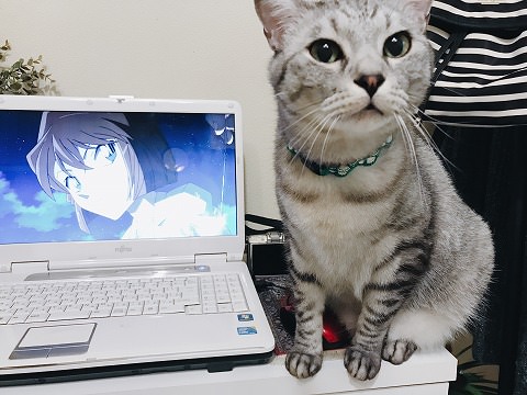 コナン見てるのにPCの横にずっと座ってるサバトラ猫