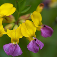 Cluster of small yellow and purple flowers.
