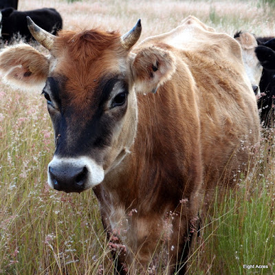 eight acres: part four in the story of our house cows.