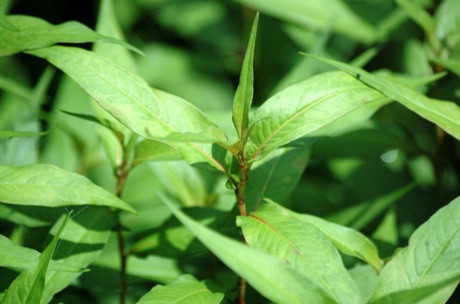 Tạm biệt lỗ chân lông to trên mặt với những công thức đơn giản sau - Ảnh 8 Tam biet lo chan long to tren mat voi nhung cong thuc don gian sau - Anh 8