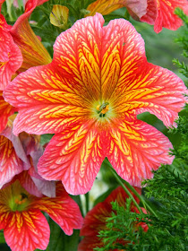 Royale Red Salpiglossis sinuata Painted Tongue Allan Gardens Conservatory Spring Flower Show 2014