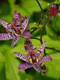 Tricyrtis formosana ‘Samurai’ toad lily at Toronto Botanical Garden by garden muses-not another Toronto gardening blog