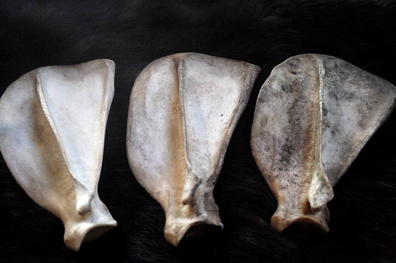 veterinary online Scapula bone veterinary online