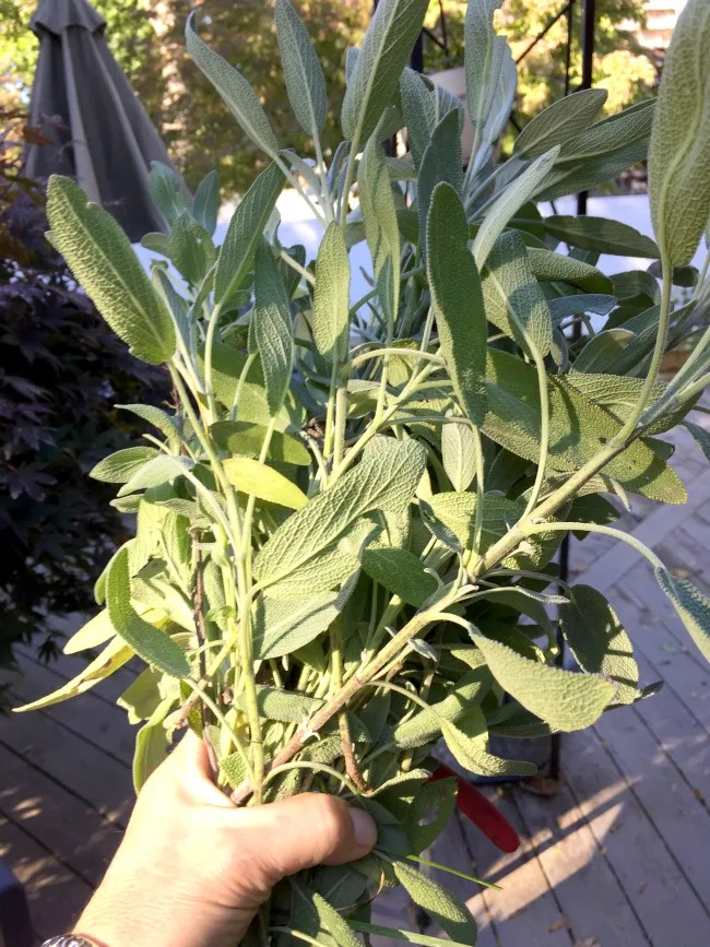 Herbal Sage DIY Wreath from the garden www.homeroad.net