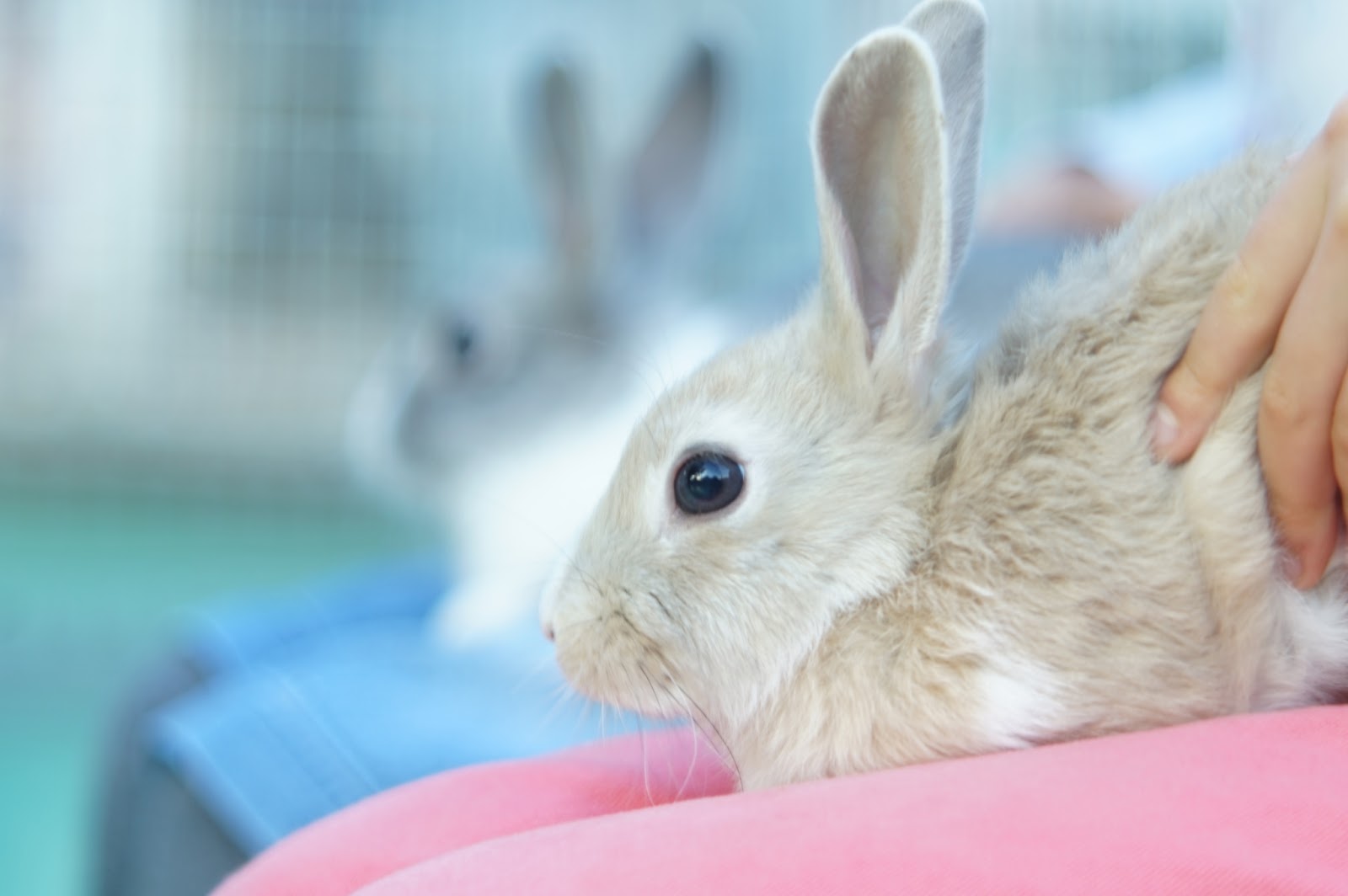 M42 Mount Spiral Meyer Optik Gorlitz Diaplan 100mm F3 Projector Lens