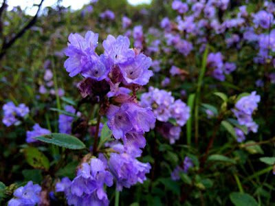 Bunga Neelakurinji Bunga Terlangka di Dunia