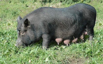 Una cerdita negra muy graciosa - Female black pig