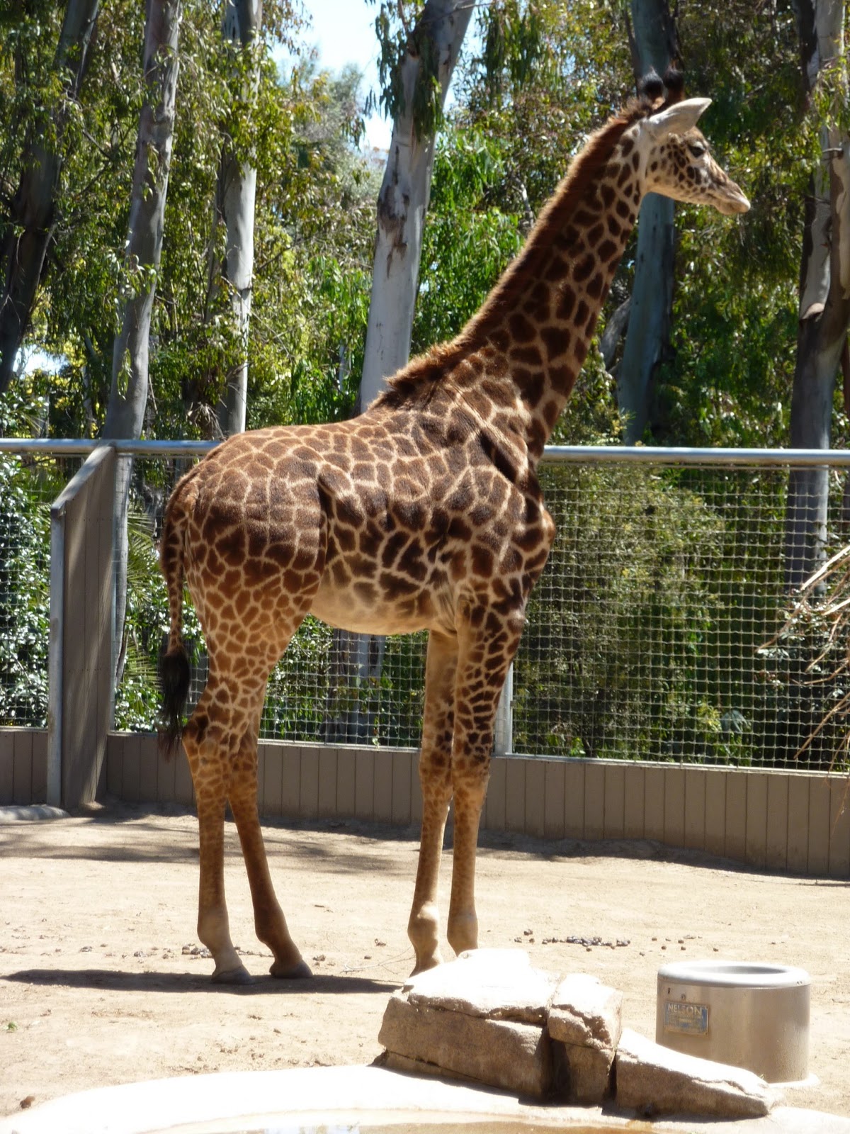 Just Breathe SAN DIEGO ZOO SUNDAYS IN MY CITY