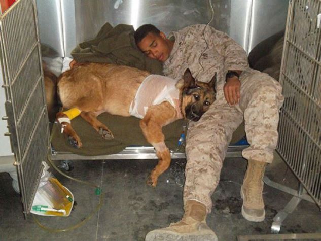 Lucca, perro condecorado con medalla militar