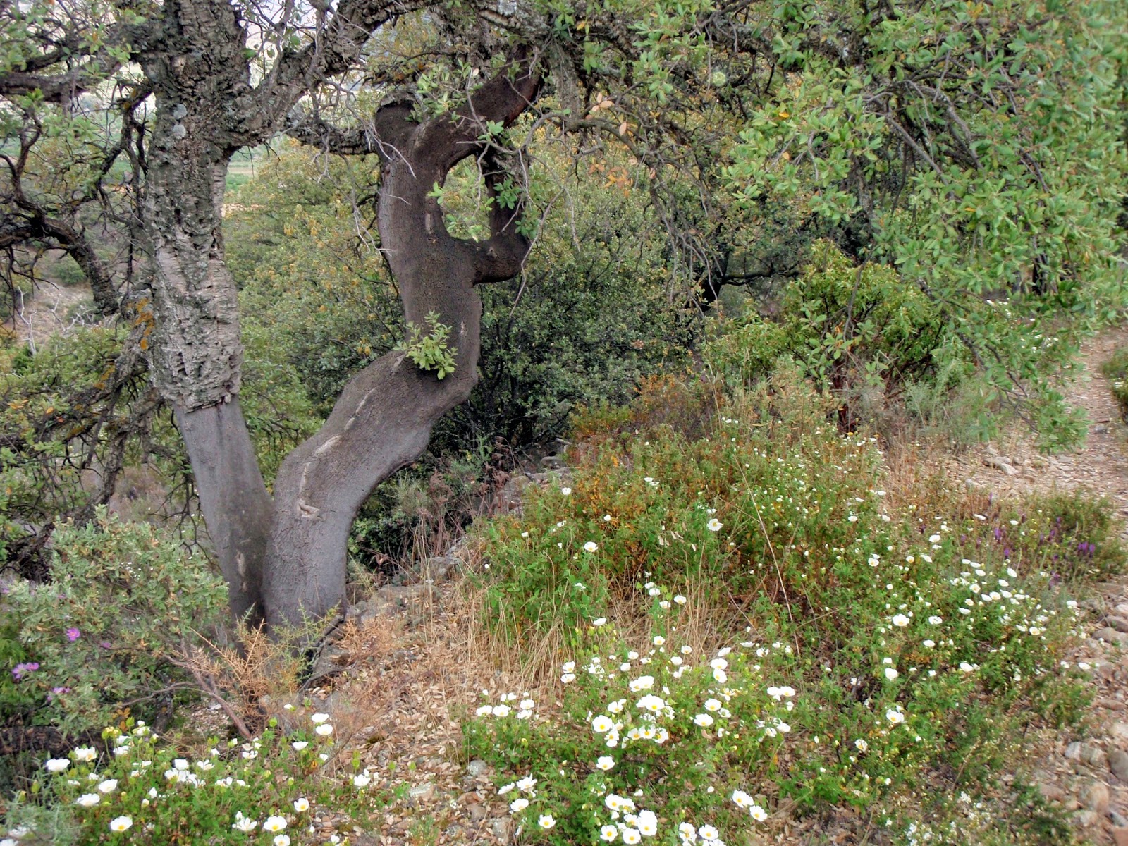 El alcornocal de Sestrica