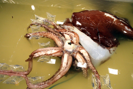 Giant Squid, Once A Myth, Today A Reality | Animal Photo