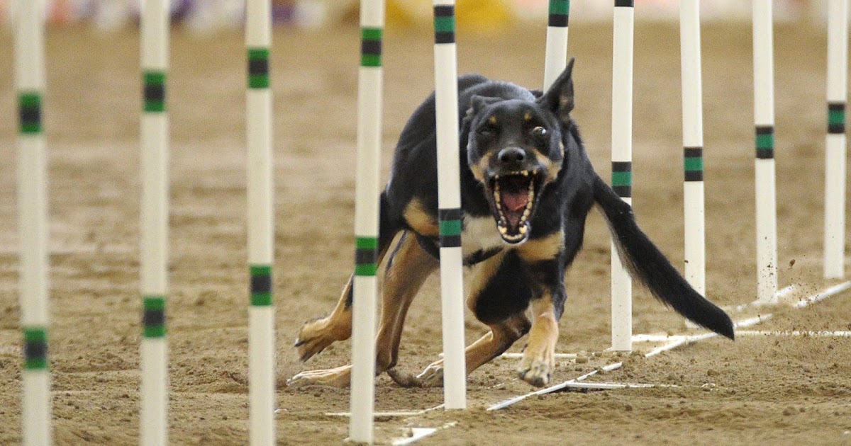 Stewart Event Images Thanks Danville Kennel Club