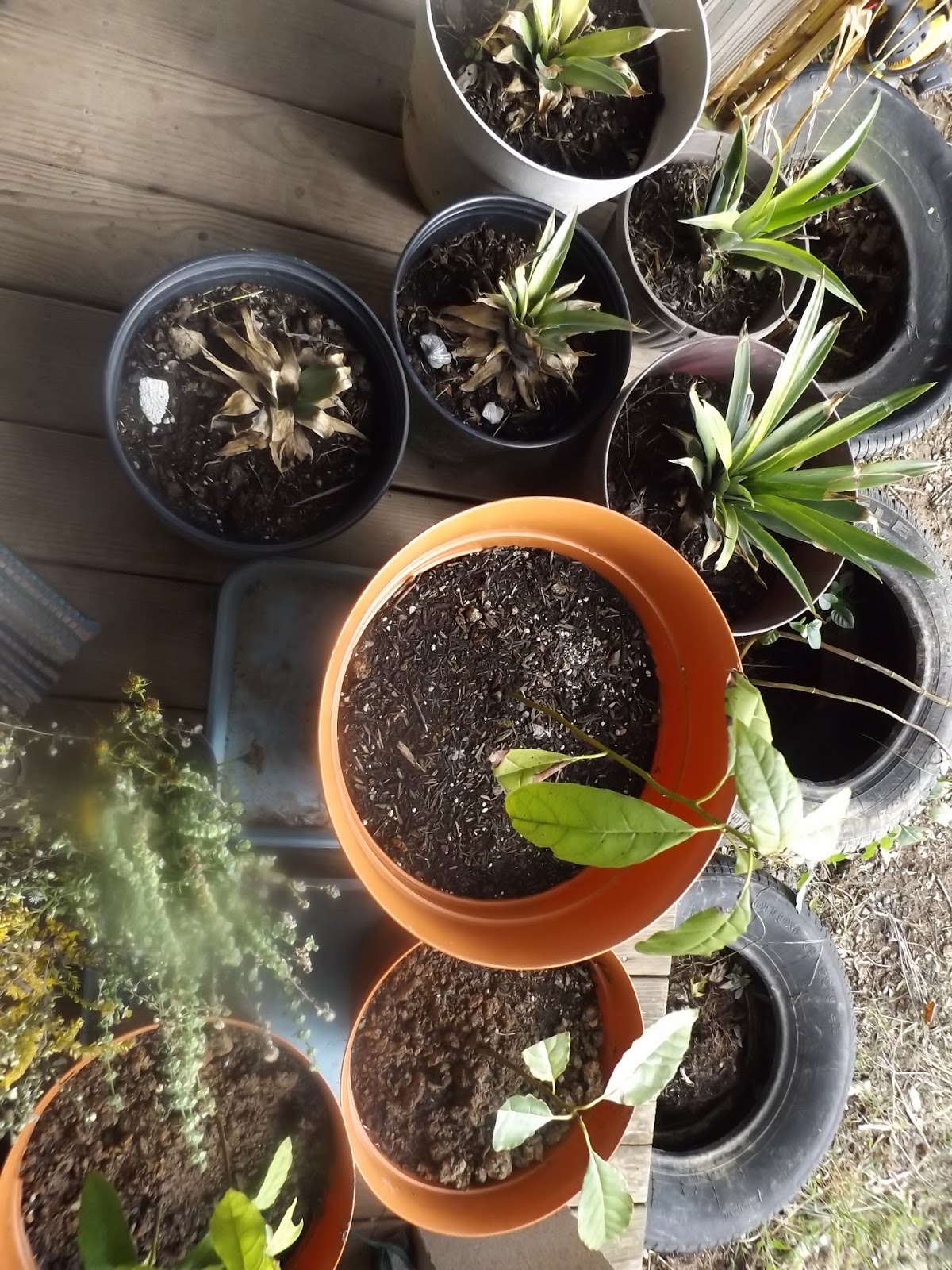 Vegans Living Off the Land Avocado, pineapple, citrus, & papaya