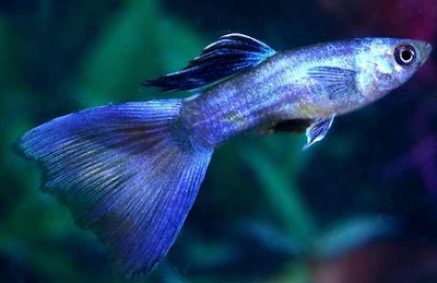 Harga Ikan Guppy Di Pasaran Tahun 2016