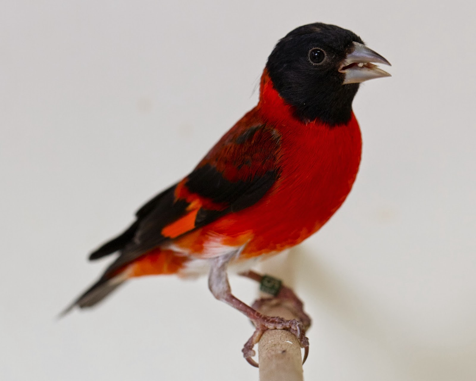 Oisellerie PoidsPlume août 2014 Oisellerie PoidsPlume août 2014