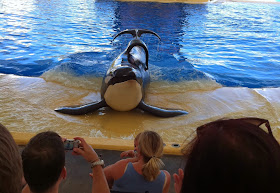 Killer Whale Orca in captivity