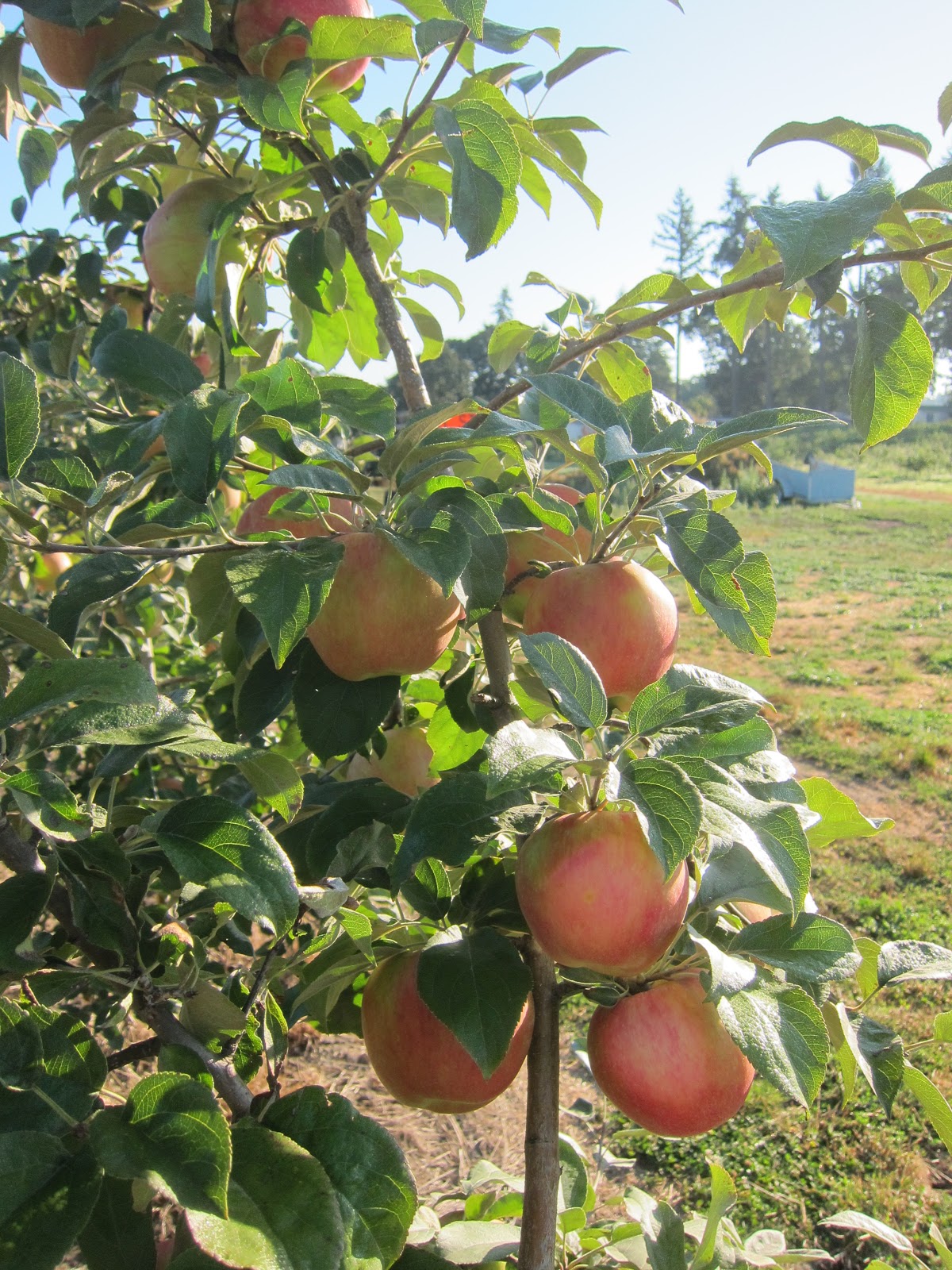 Beilke Family Farm Oregon Apples UPick from the Farm Honeycrisp are
