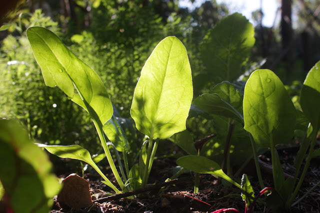 Baby spinach, growing, gardening, outdoor, organinc