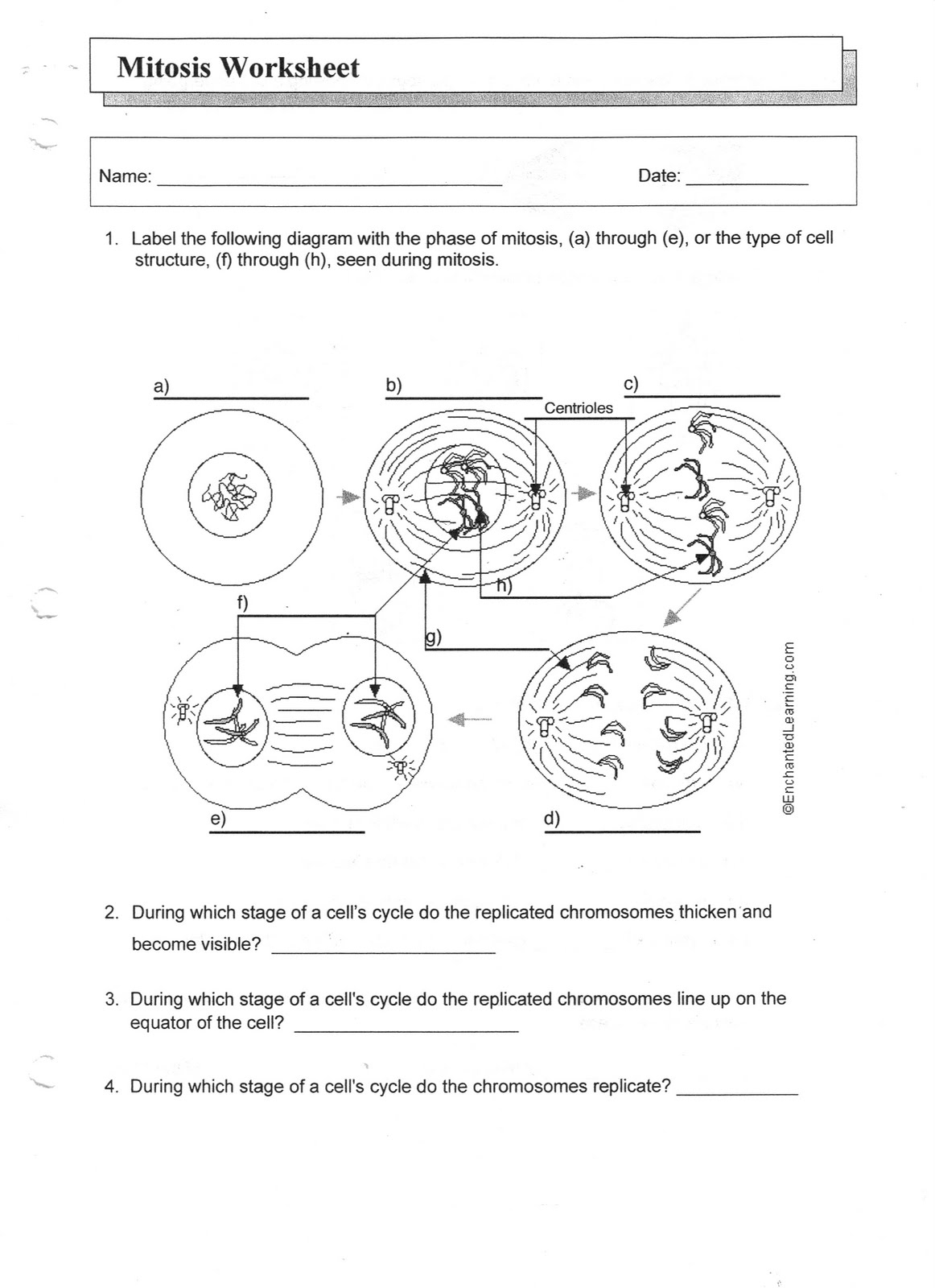 ms-friedman-s-biology-class-mitosis-worksheet