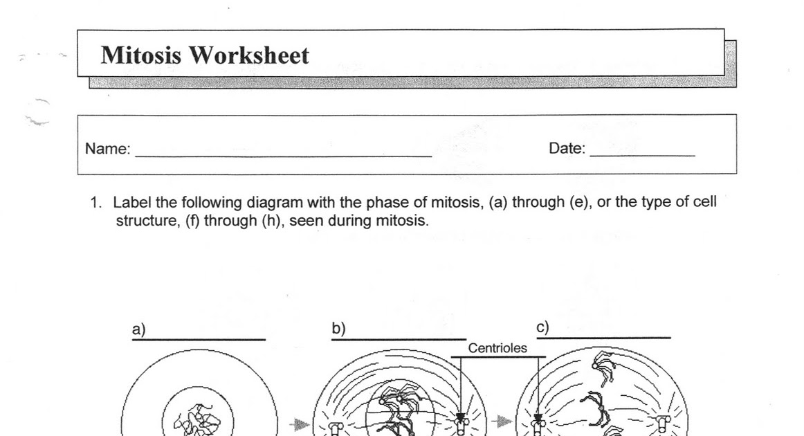 Ms. Friedman's Biology Class: Mitosis Worksheet