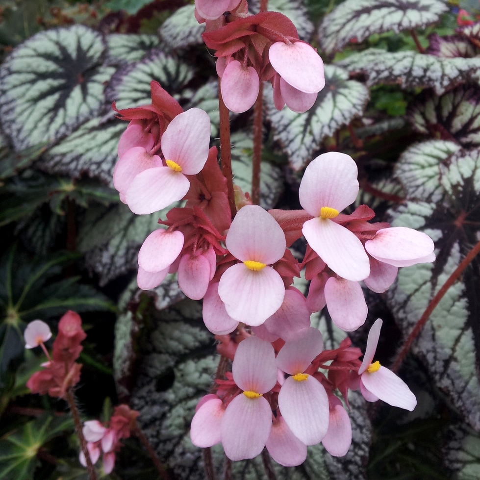 Plant Zone Flower Friday Pink