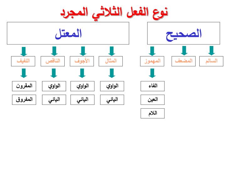 تصريف الفعل الصحيح السالم والمهموز والمضعف