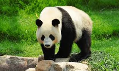 Panda hewan khas Cina - Panda Besar atau Ailuropoda melanoleucaPanda Besar atau Ailuropoda melanoleuca
