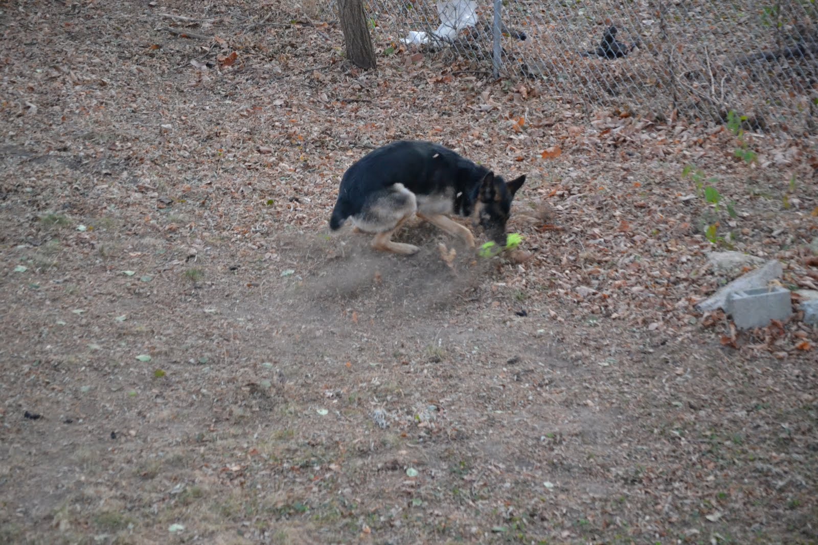 ride on purpose: Adopt our Foster Dog Redbone Coonhound ...