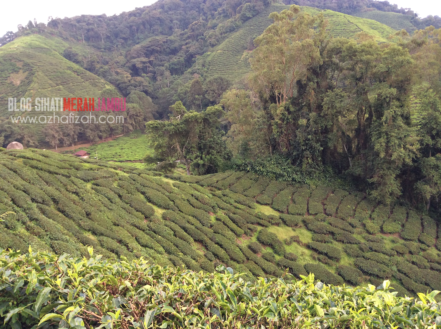 Ladang Teh Boh Sungai Palas