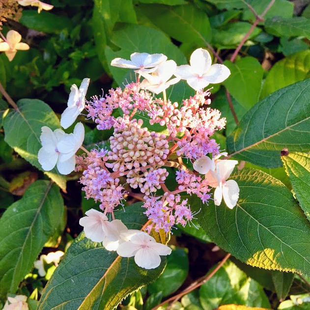 In The Garden Now A Handful Of Hydrangeas