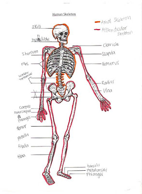 Evolution/ Comparison: Skeletal System