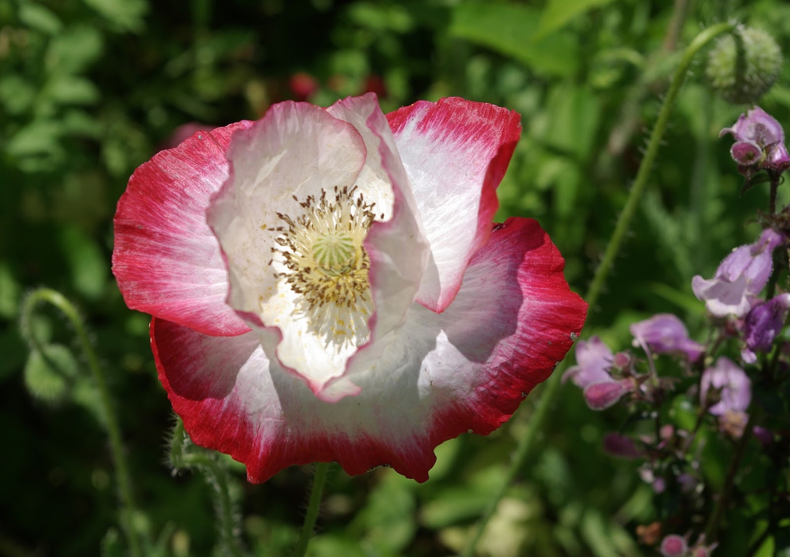 sweetbay 'Mother of Pearl' Poppies