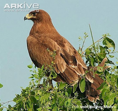 Indian spotted eagle