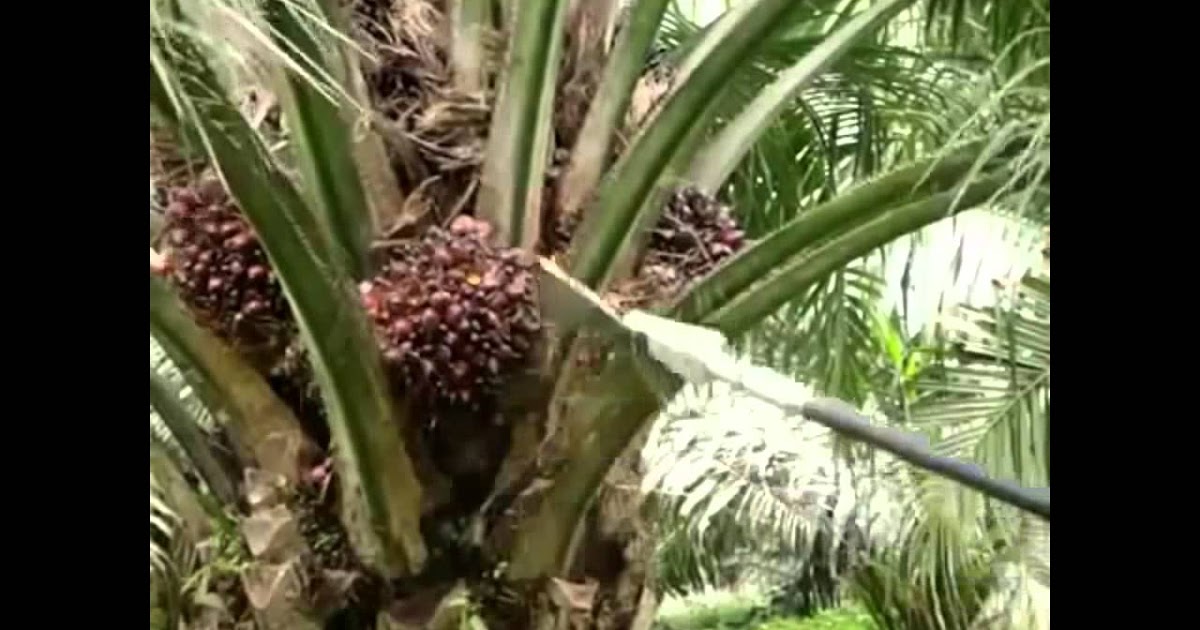 Tunas Pokok atau Pruning Kelapa Sawit PUPUK BUAH SAWIT