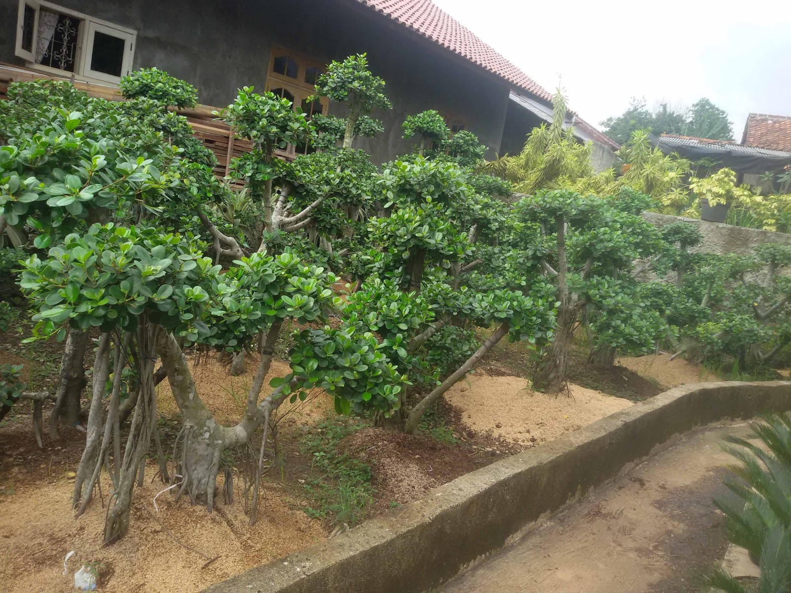 JUAL BONSAI BERINGIN KOREA BERBAGAI UKURAN JUAL BERINGIN KOREA