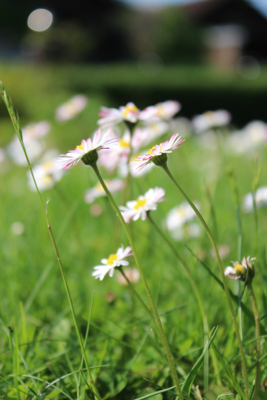 Eine Fahne für den Garten