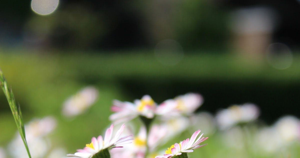 Eine Fahne für den Garten