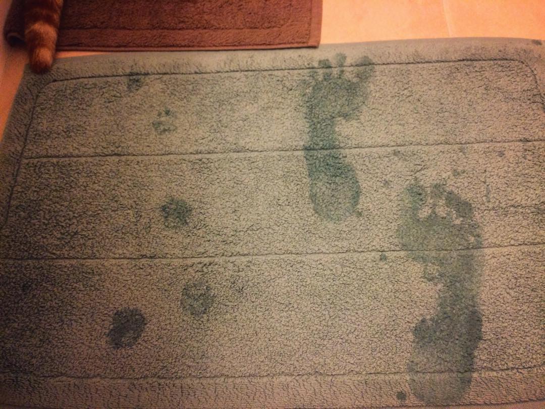 강지영네 고양이 | 인스티즈