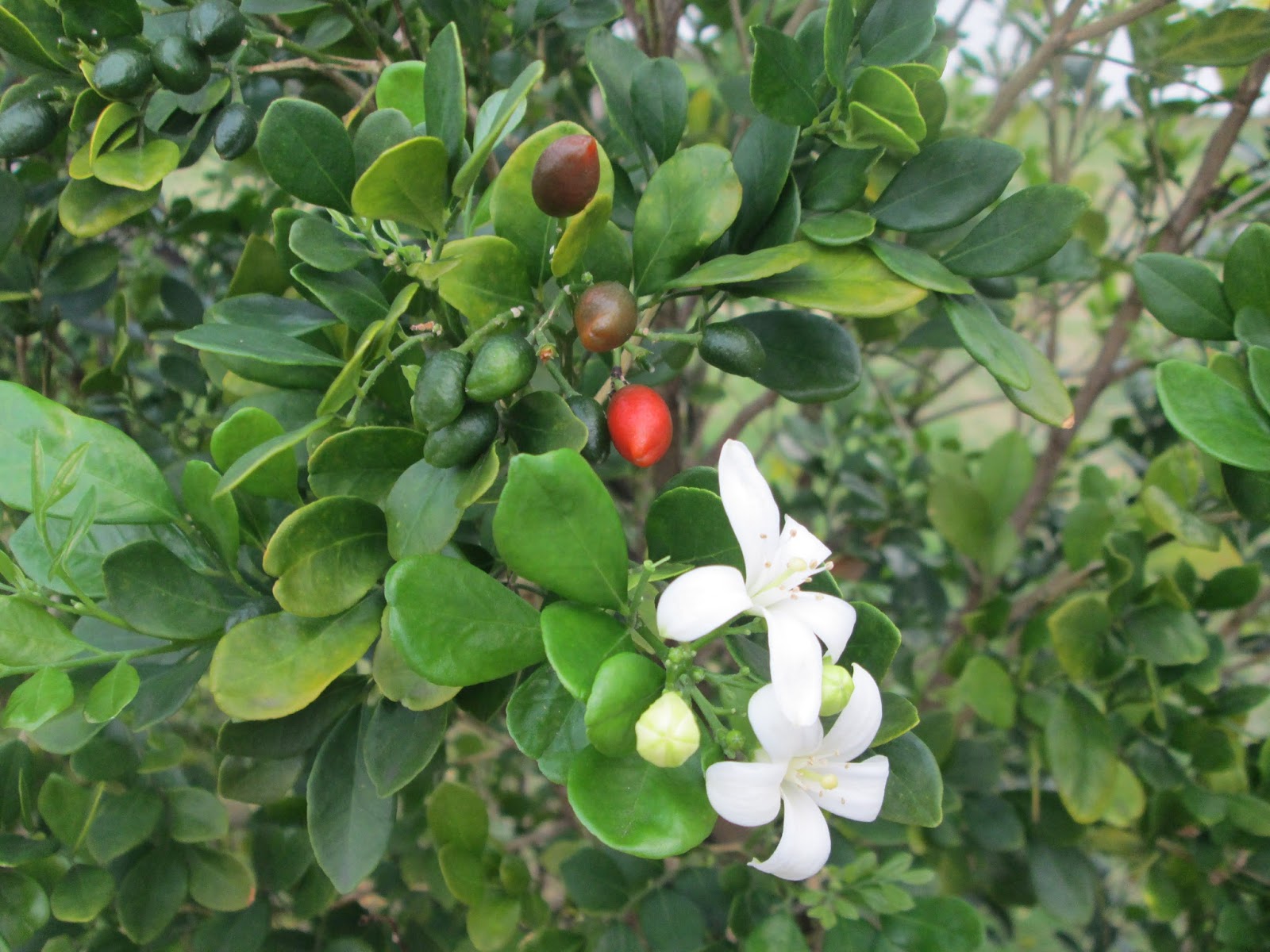 Мурайя метельчатая