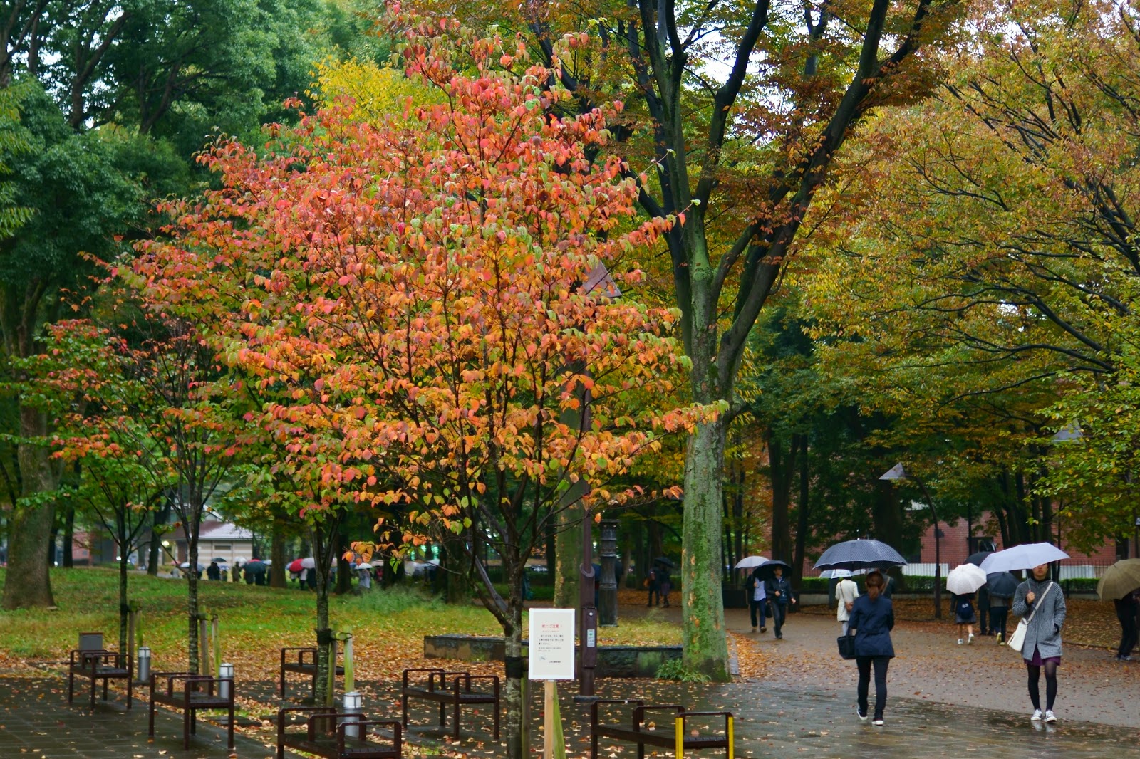 ヤマボウシの紅葉 まさねこ日記
