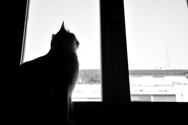 Fine Stagione: Il gatto in un appartamento vuoto (Le chat dans un