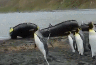 Funny animal gifs - part 91 (10 gifs), penguin vs rope